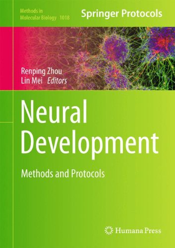 Neural Development Methods and Protocols
