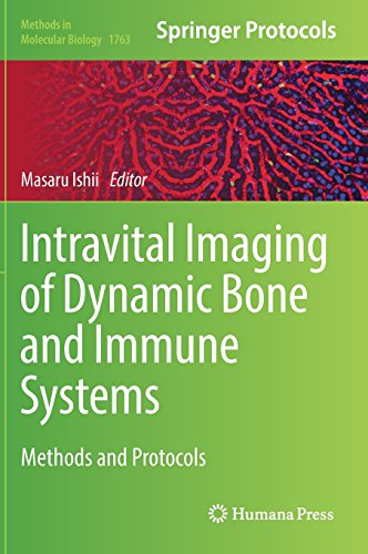Intravital Imaging of Dynamic Bone and Immune Systems Methods and Protocols
